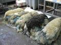 4 Schwödebreihaufen Enthaarung von Schaffellen mit einer Fleischseitenschwöde
