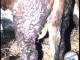 <h4>1- Dungbehang an der lebenden Kuh im Stall</h4><p>17/05/2019</p><p>lederpedia-05172019-kuh_mit_dungbehang-8.jpg</p>